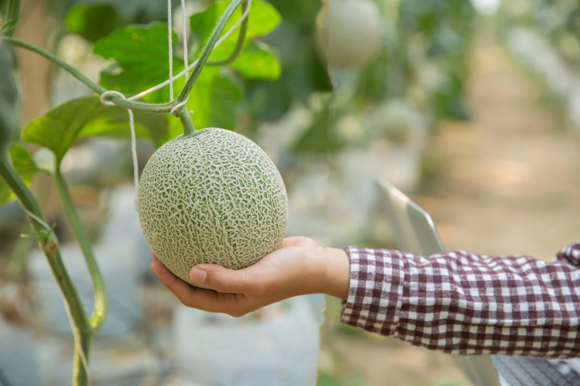 PERLU DIKETAHUI! INILAH MANFAAT KESEHATAN BUAH MELON UNTUK TUBUH