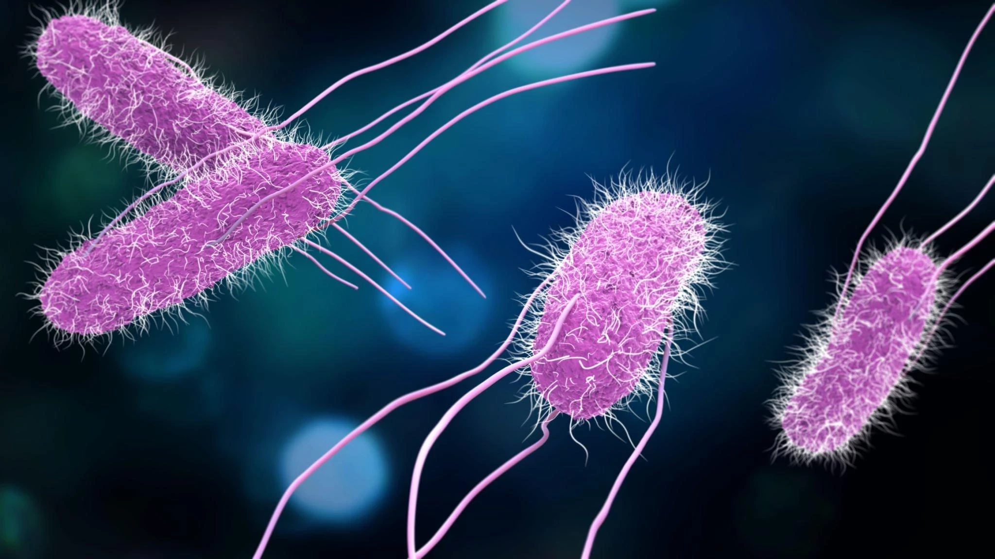 Salmonella: Apa Penyebabnya dan Gejala Apa Saja Yang Bisa Dialami Jika Seseorang Terinfeksi