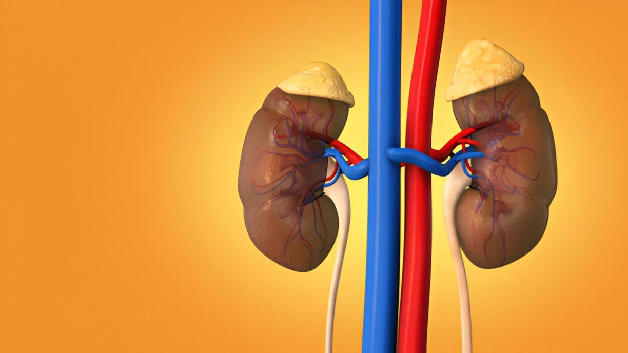 Nefropati Diabetik: Kerusakan Ginjal Akibat Tingginya Kadar Gula Dalam Darah