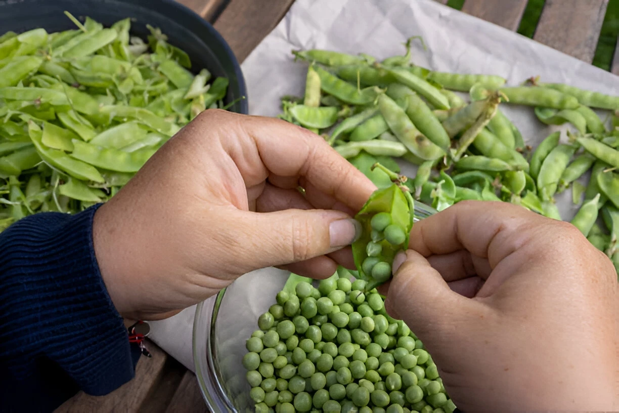 Kacang Polong: Kandungan Gizi dan Manfaat Kesehatannya