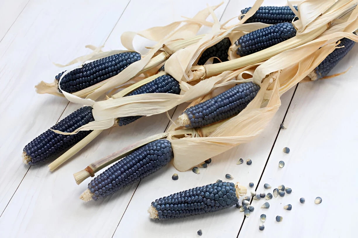 Jagung Biru (Blue Corn): Kandungan Gizi dan Manfaatnya Bagi Kesehatan Tubuh