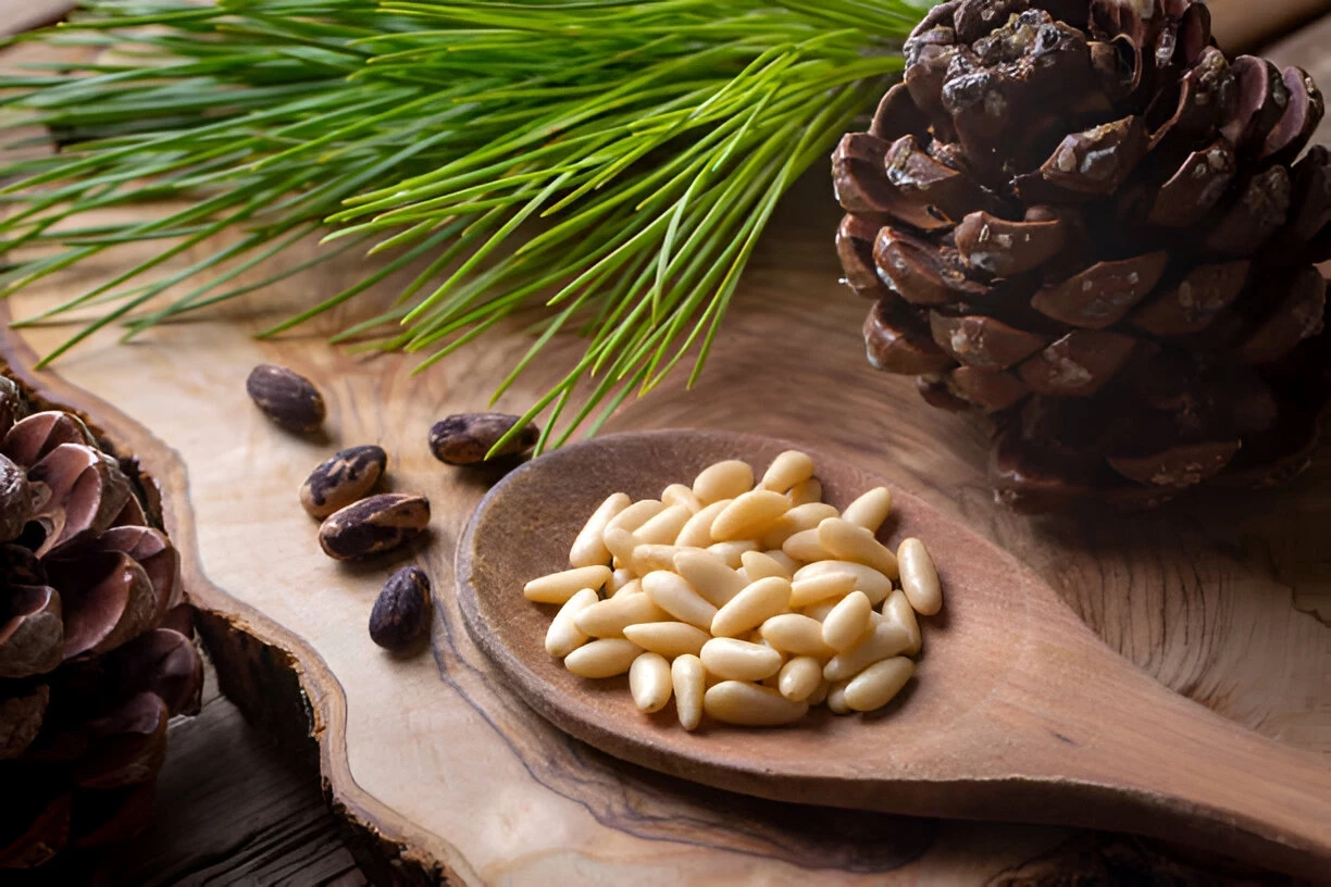 Kacang Pinus (Pine Nuts): Kandungan Gizi dan Manfaat Kesehatannya