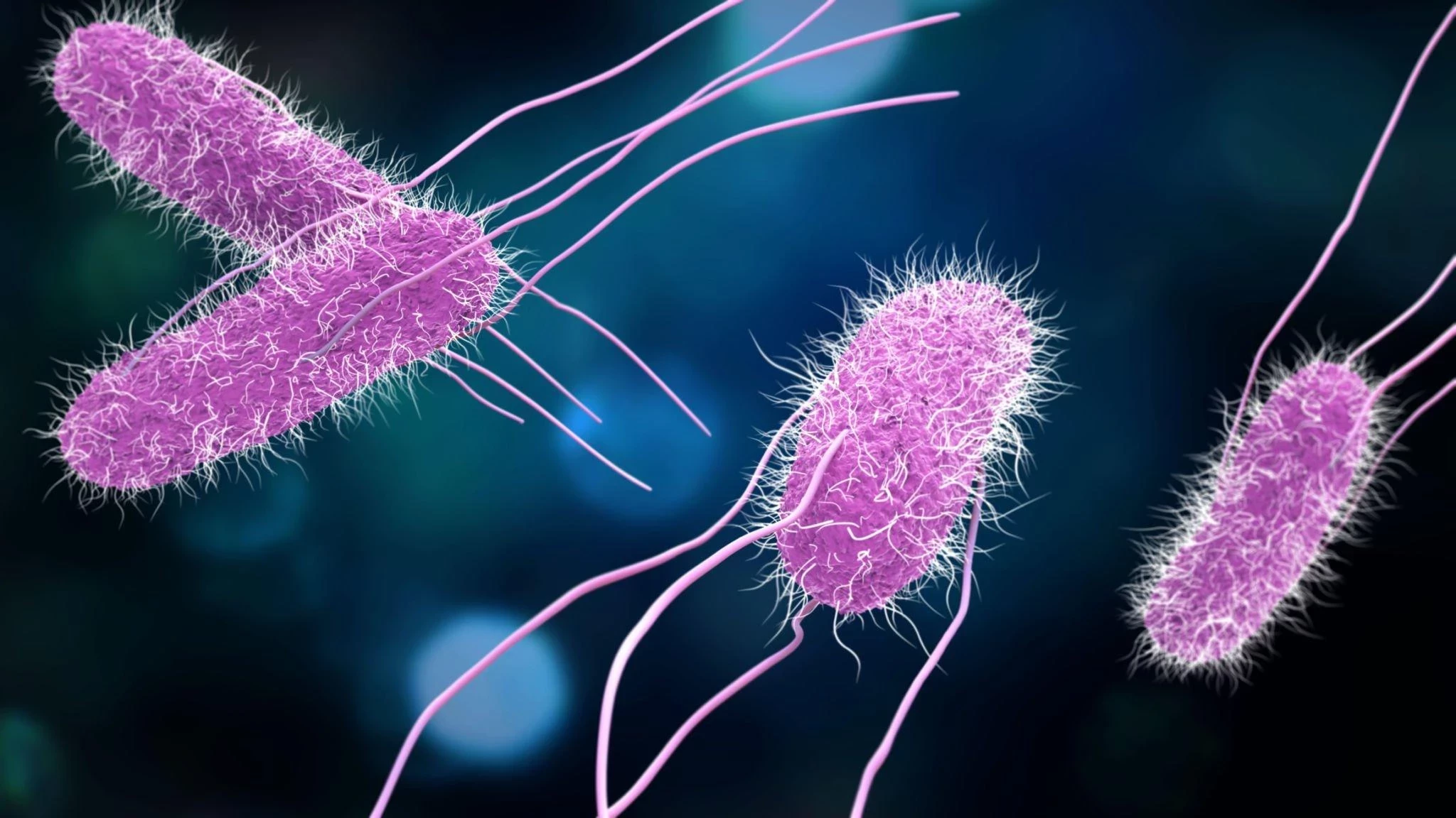 Salmonella: Apa Penyebabnya dan Gejala Apa Saja Yang Bisa Dialami Jika Seseorang Terinfeksi