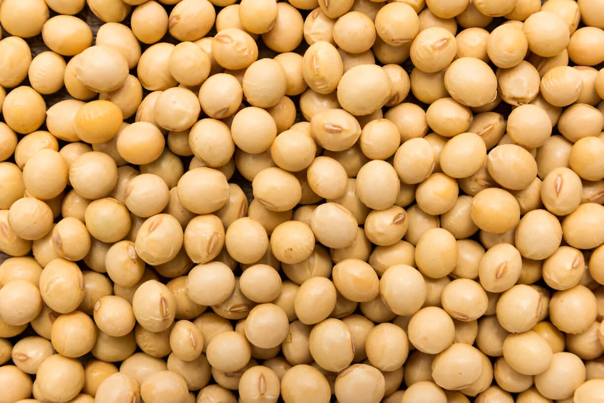 Kacang Kedelai (Soybean): Kandungan Gizi dan Manfaat Kesehatannya