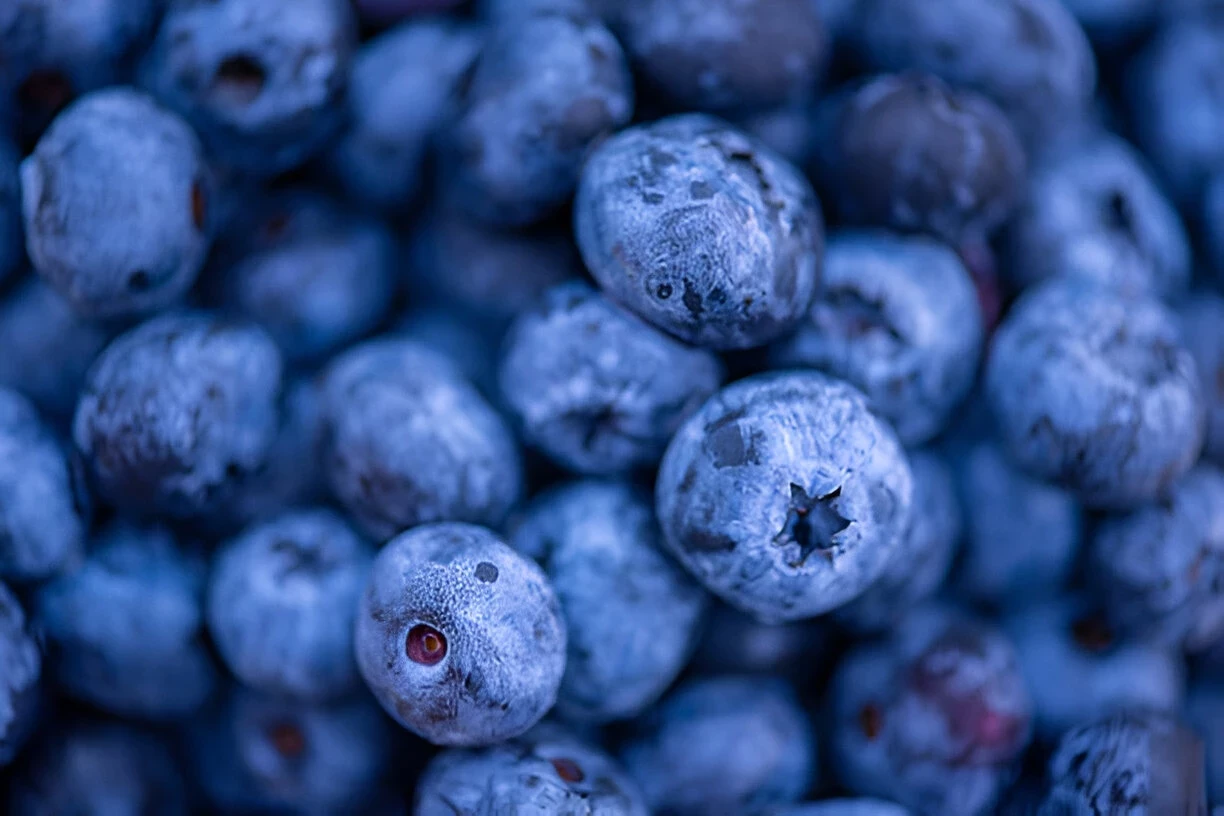 Bilberry: Kandungan Gizi dan Manfaat Kesehatannya