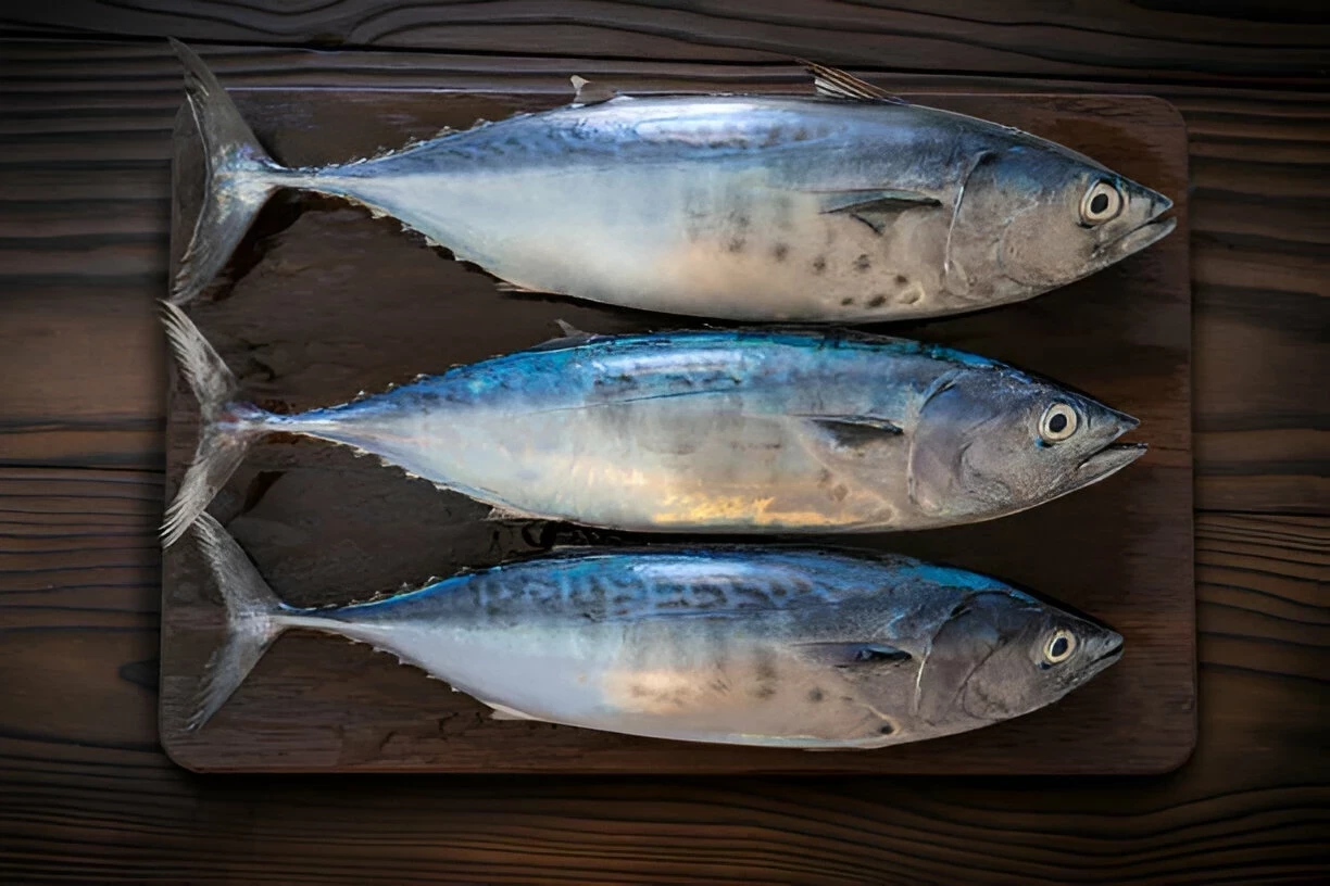 Ikan Cakalang: Kandungan Gizi dan Manfaat Kesehatannya