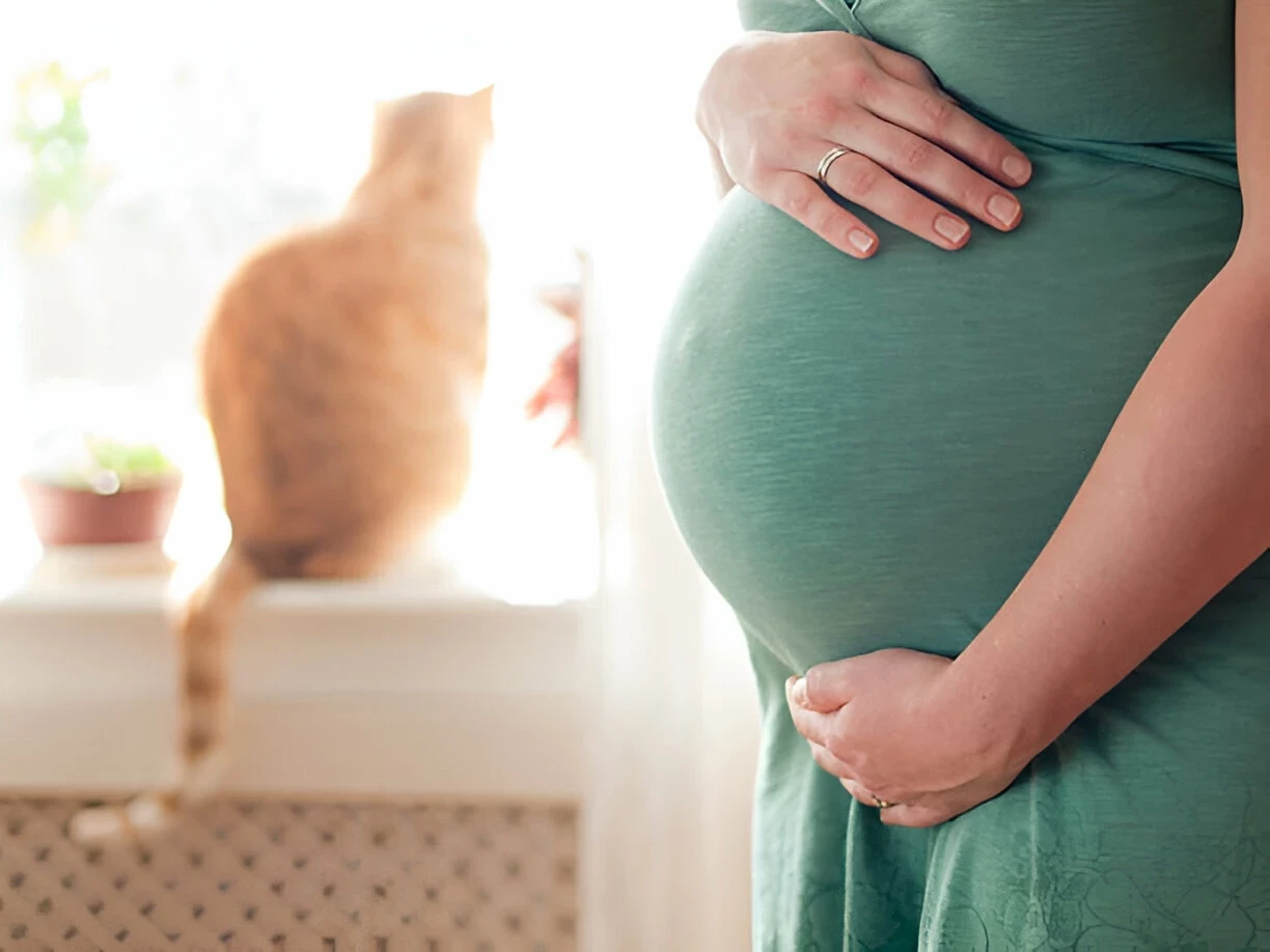 Apakah Aman Memelihara Kucing Saat Hamil?