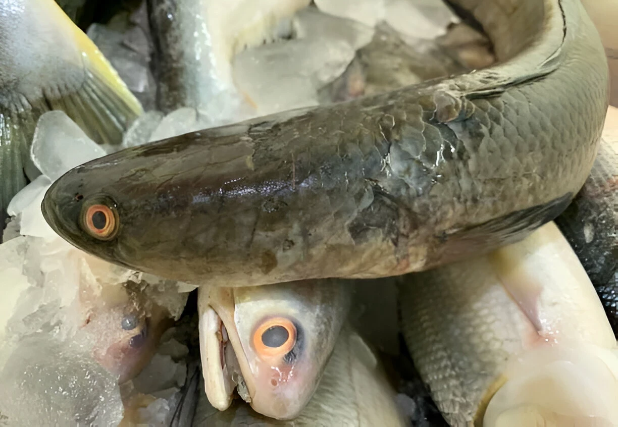 Ikan Gabus: Kandungan Gizi dan Manfaat Kesehatannya