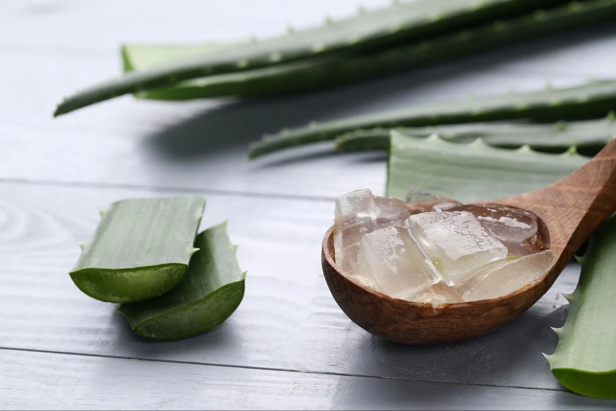 Aloe Vera: Manfaatnya Bagi Kesehatan & Kecantikan