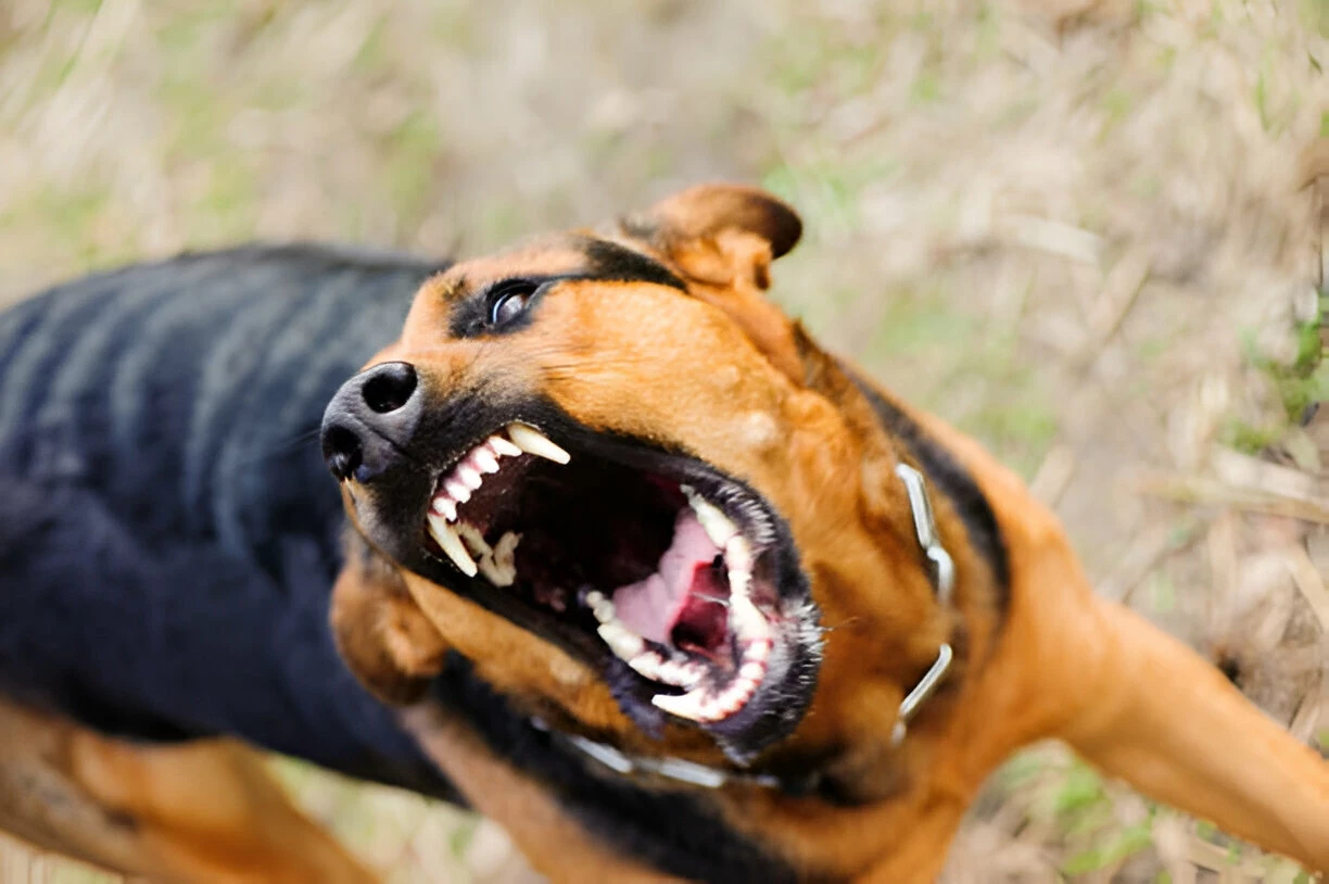 Rabies: Penyebab, Gejala, dan Langkah Pencegahan yang Dapat Diambil