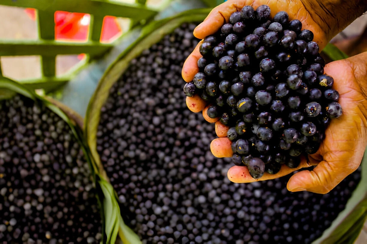 Acai Berry: Kandungan Gizi dan Manfaat Kesehatannya