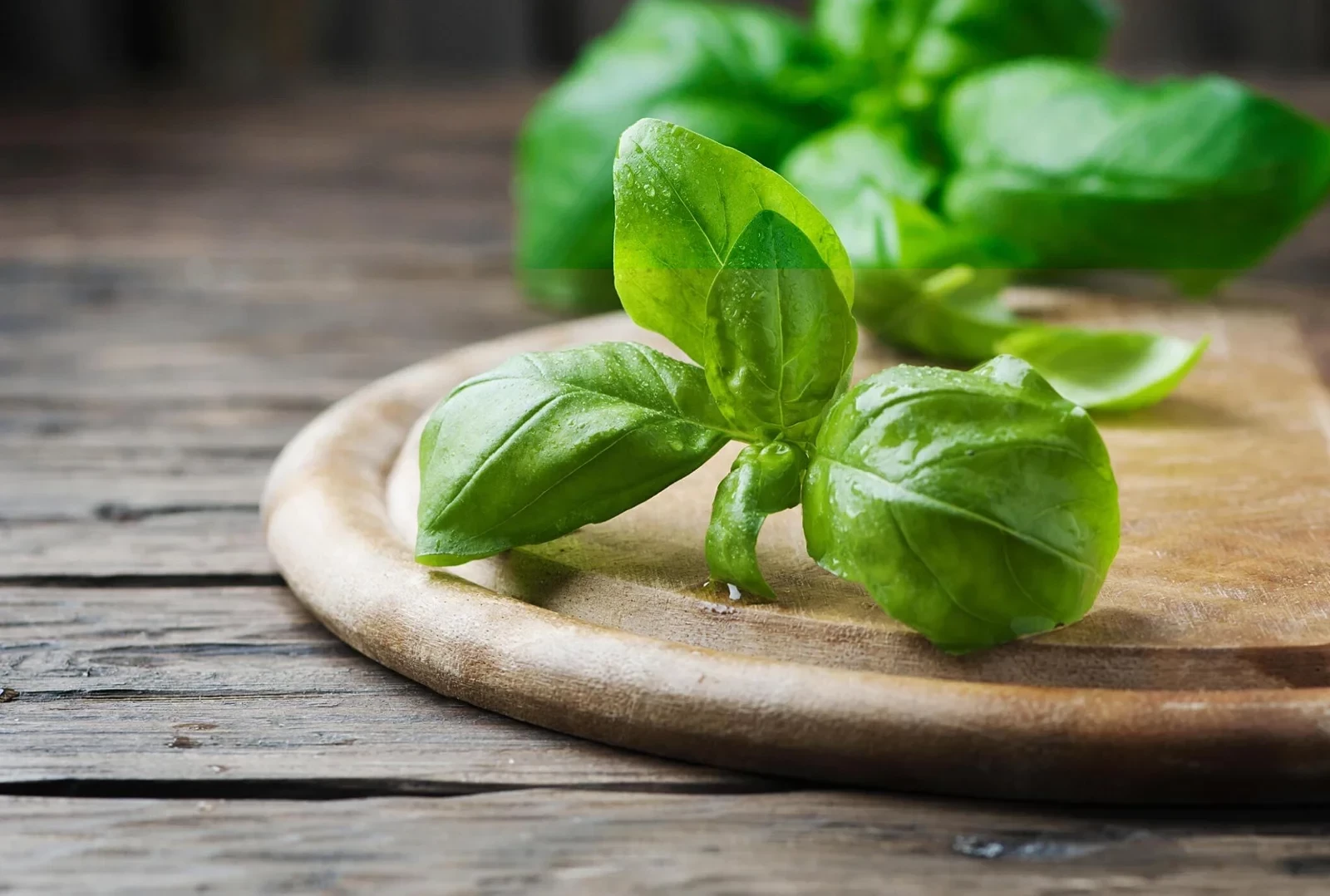 Basil (Daun Kemangi): Kandungan Gizi dan Manfaat Kesehatannya