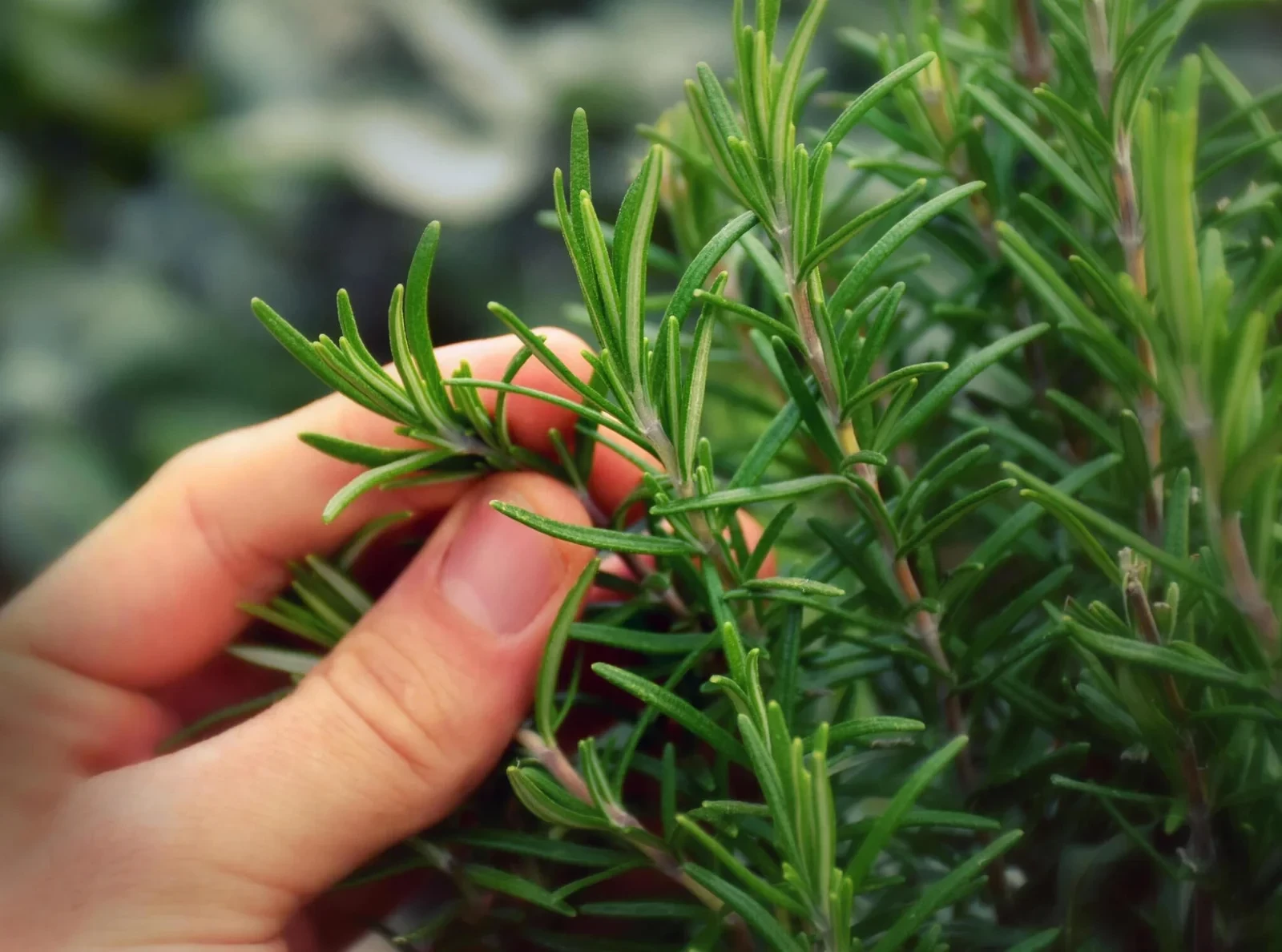 Rosemary: Kandungan Gizi dan Manfaat Kesehatannya