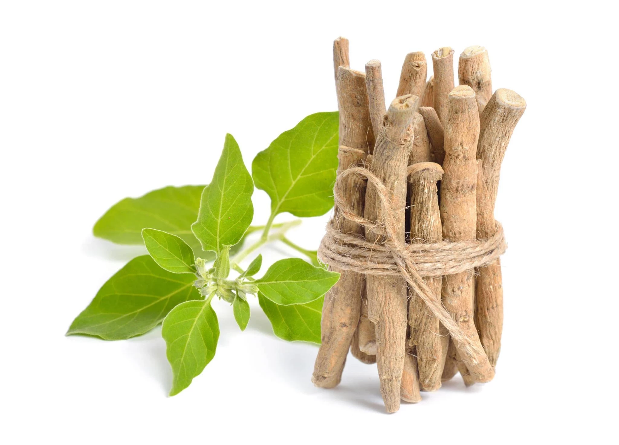 Ashwagandha (Ginseng India): Kandungan Gizi dan Manfaat Kesehatannya