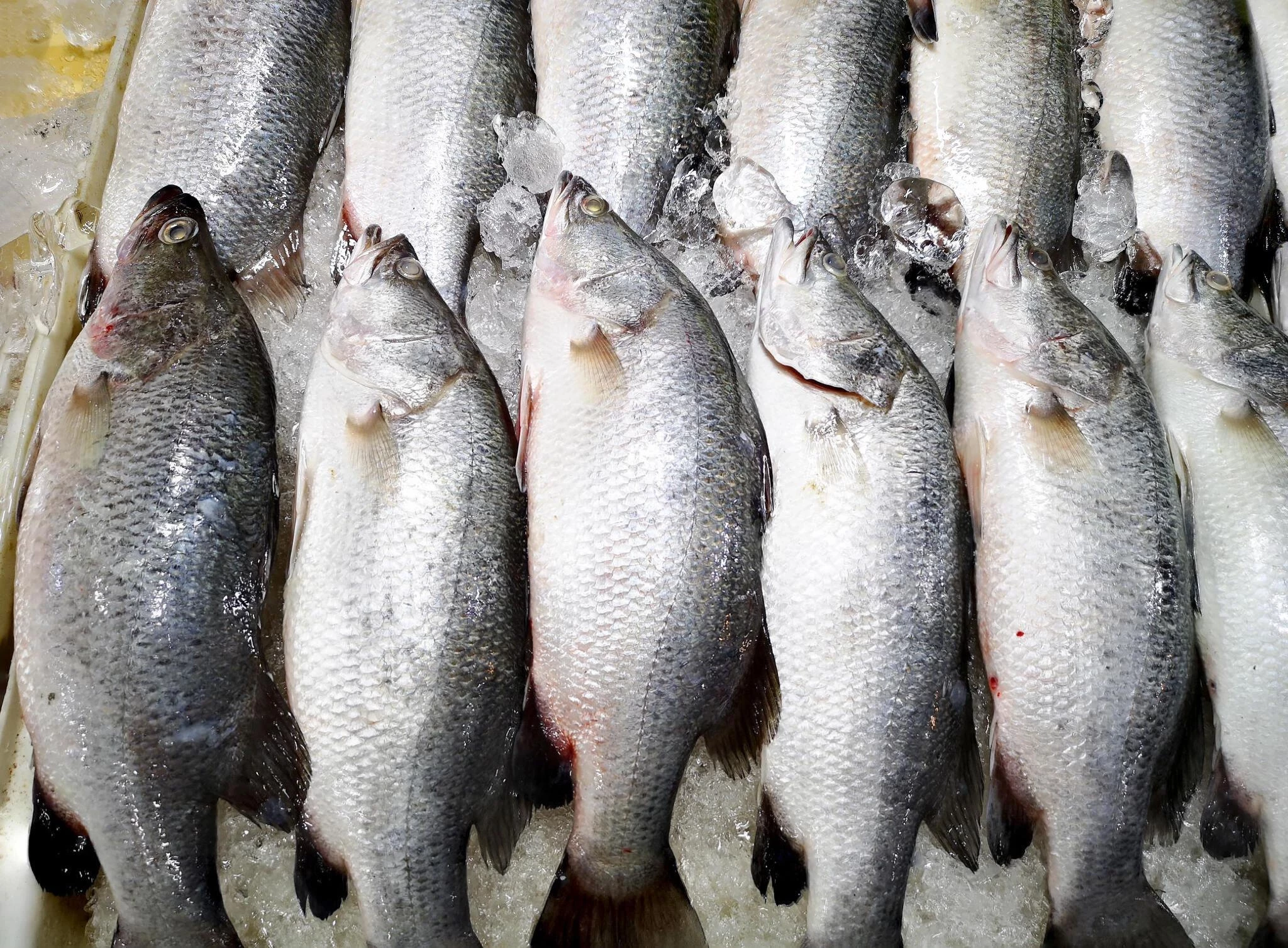 Ikan Kakap: Kandungan Gizi dan Manfaat Kesehatannya