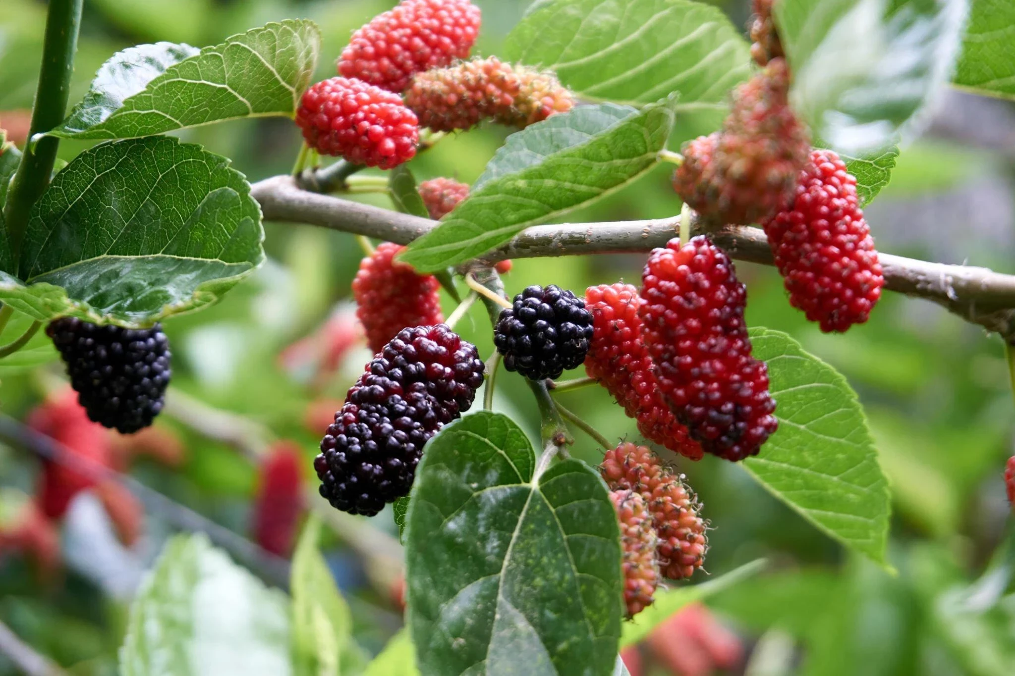 Buah Murbei (Mulberries): Kandungan Gizi dan Manfaat Kesehatannya