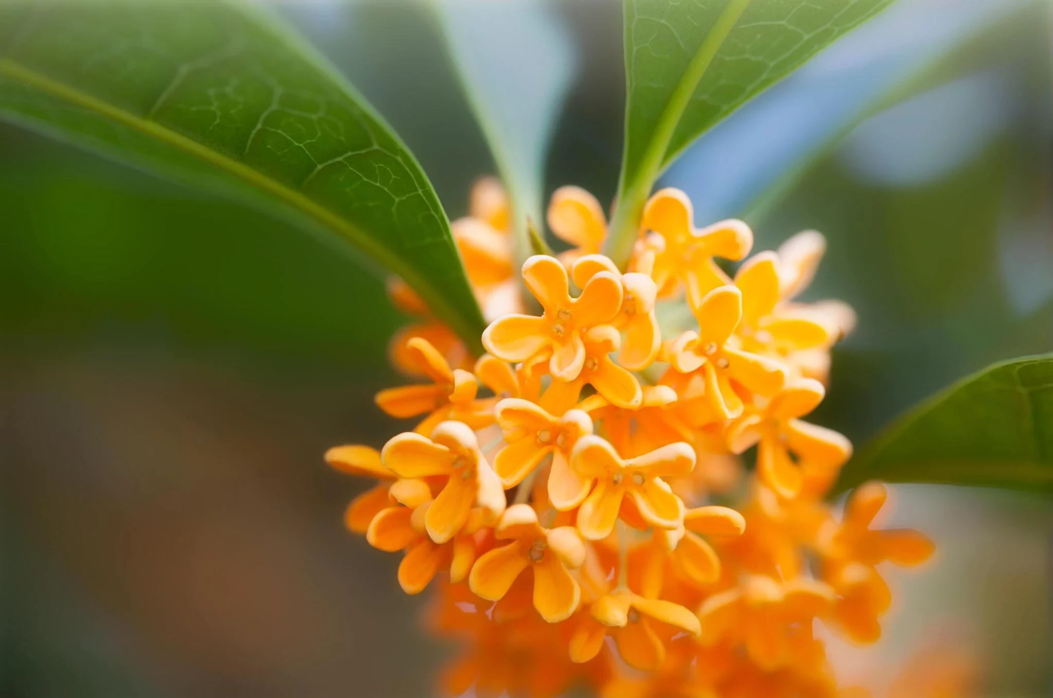 7 Manfaat Bunga Osmanthus Bagi Kesehatan Yang Luar Biasa