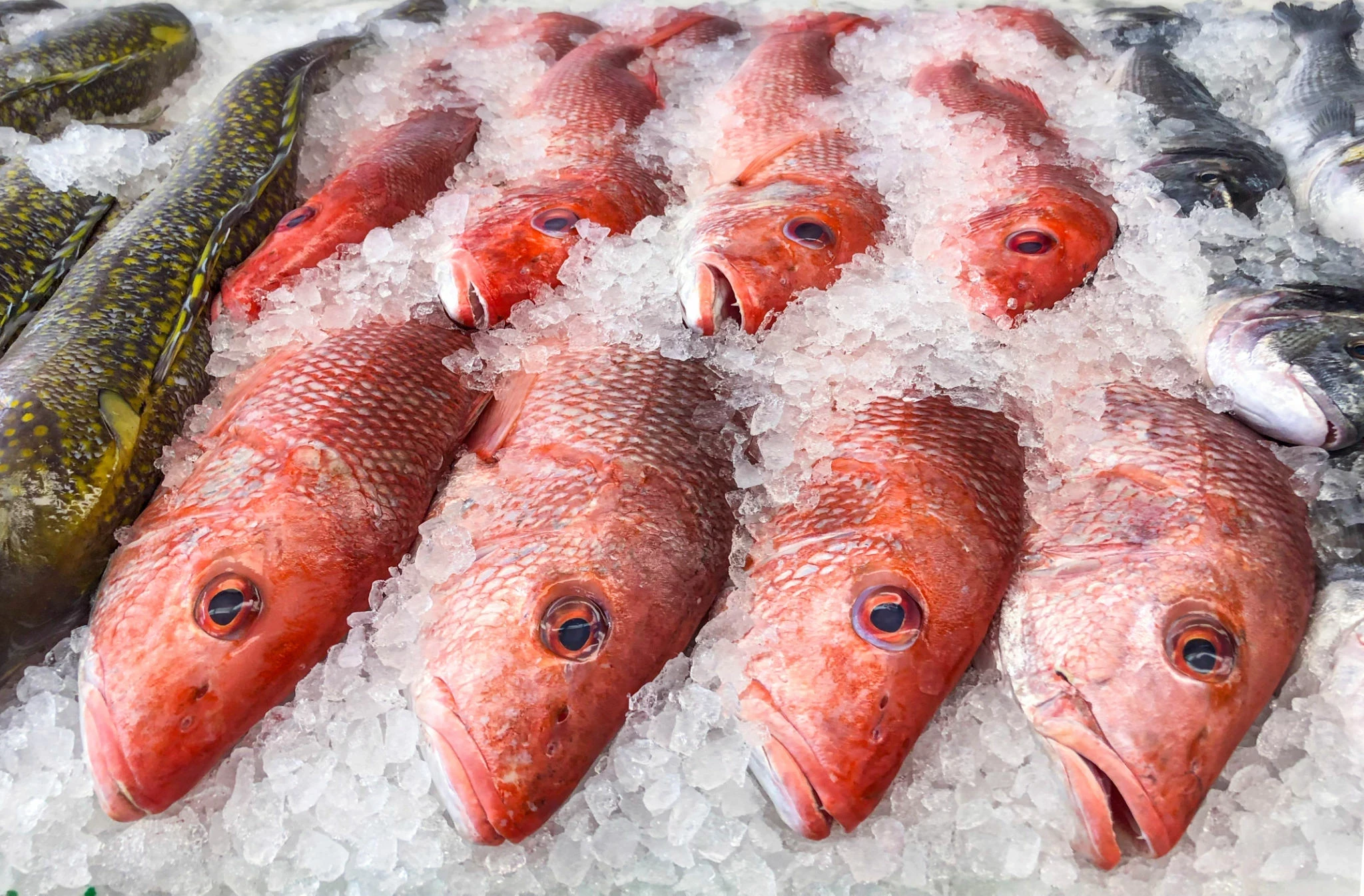 Ikan Kakap Merah: Kandungan Gizi dan Manfaat Kesehatannya