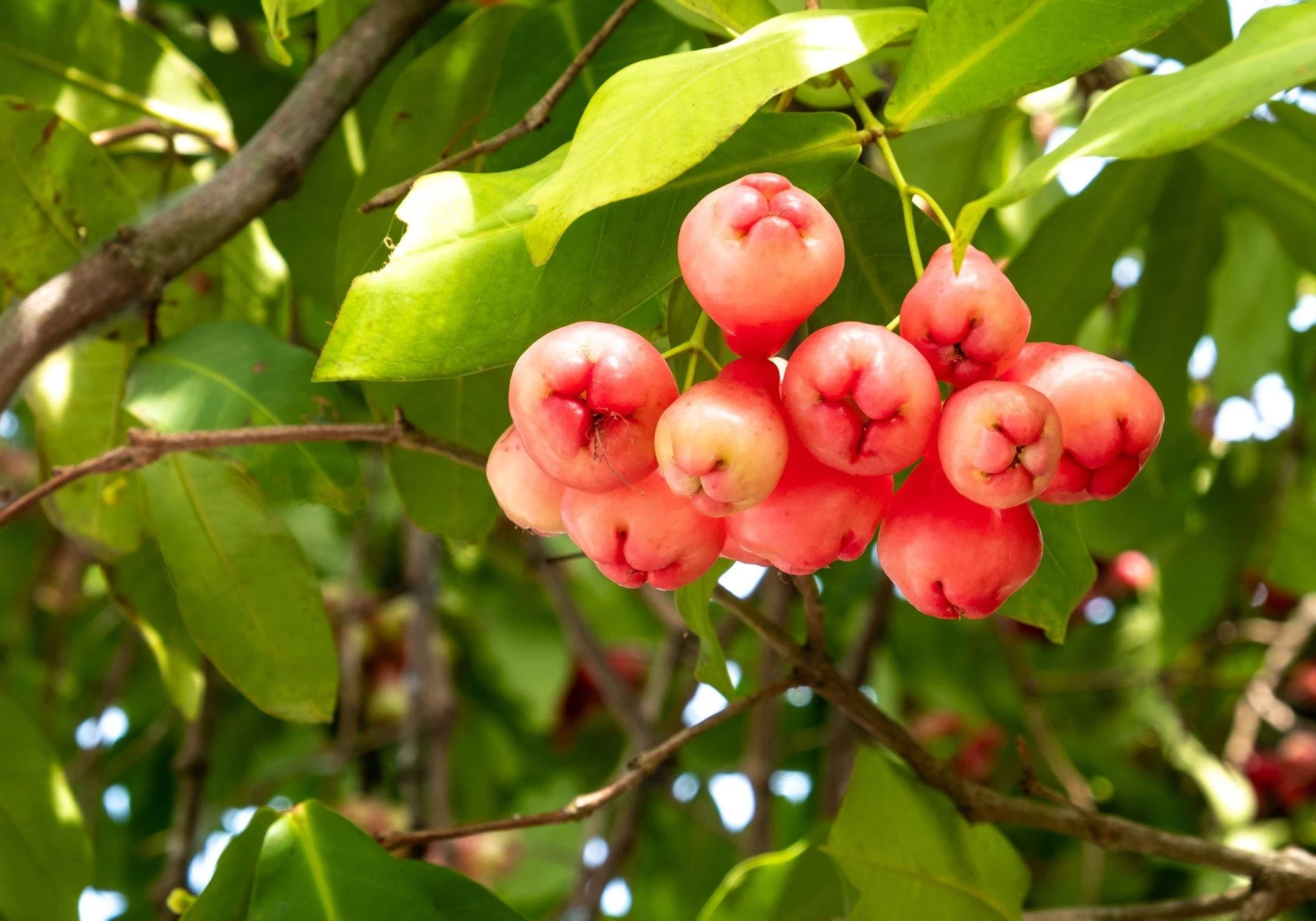 Jambu Air: Kandungan Gizi dan Manfaat Kesehatannya