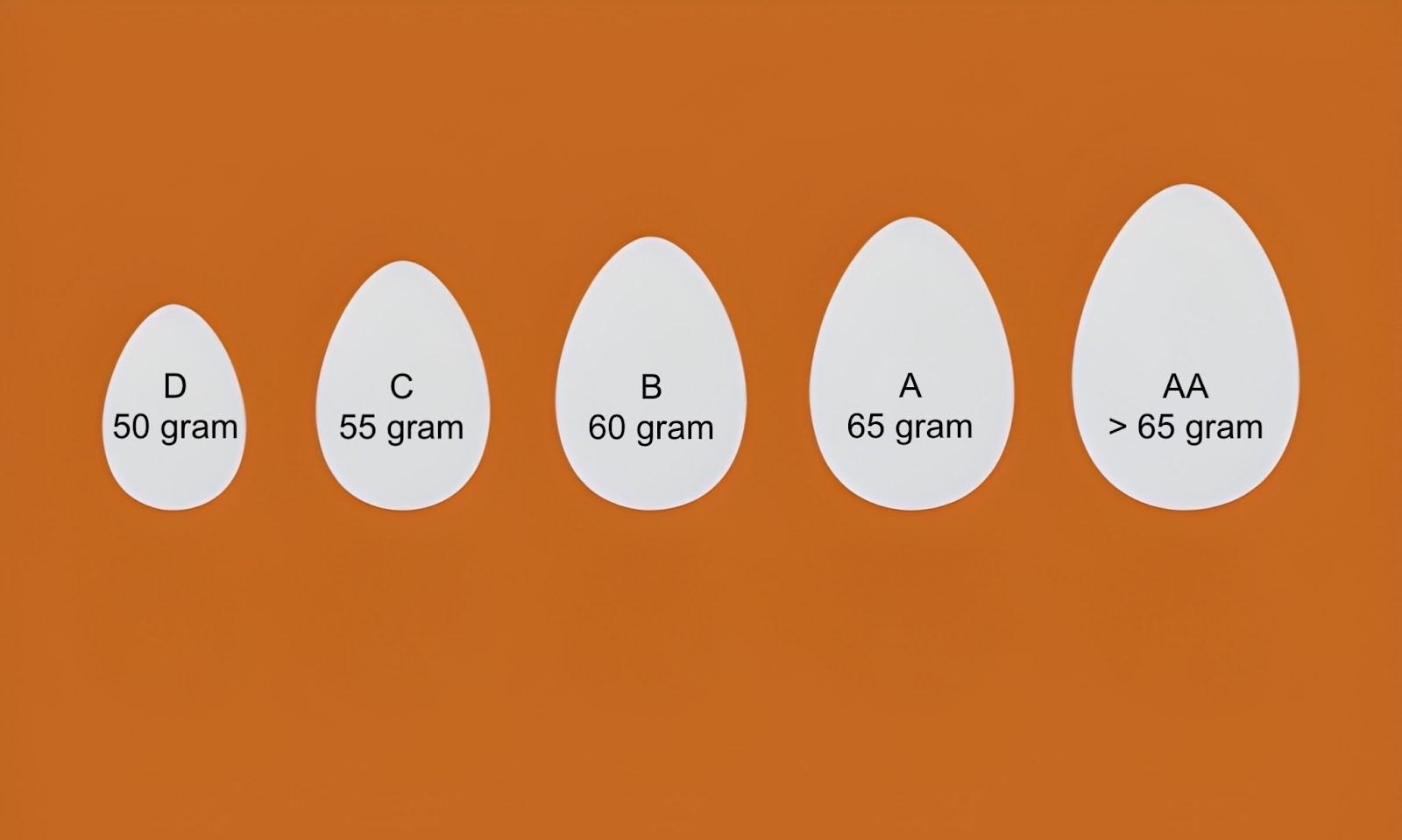 Grading telur berdasarkan berat