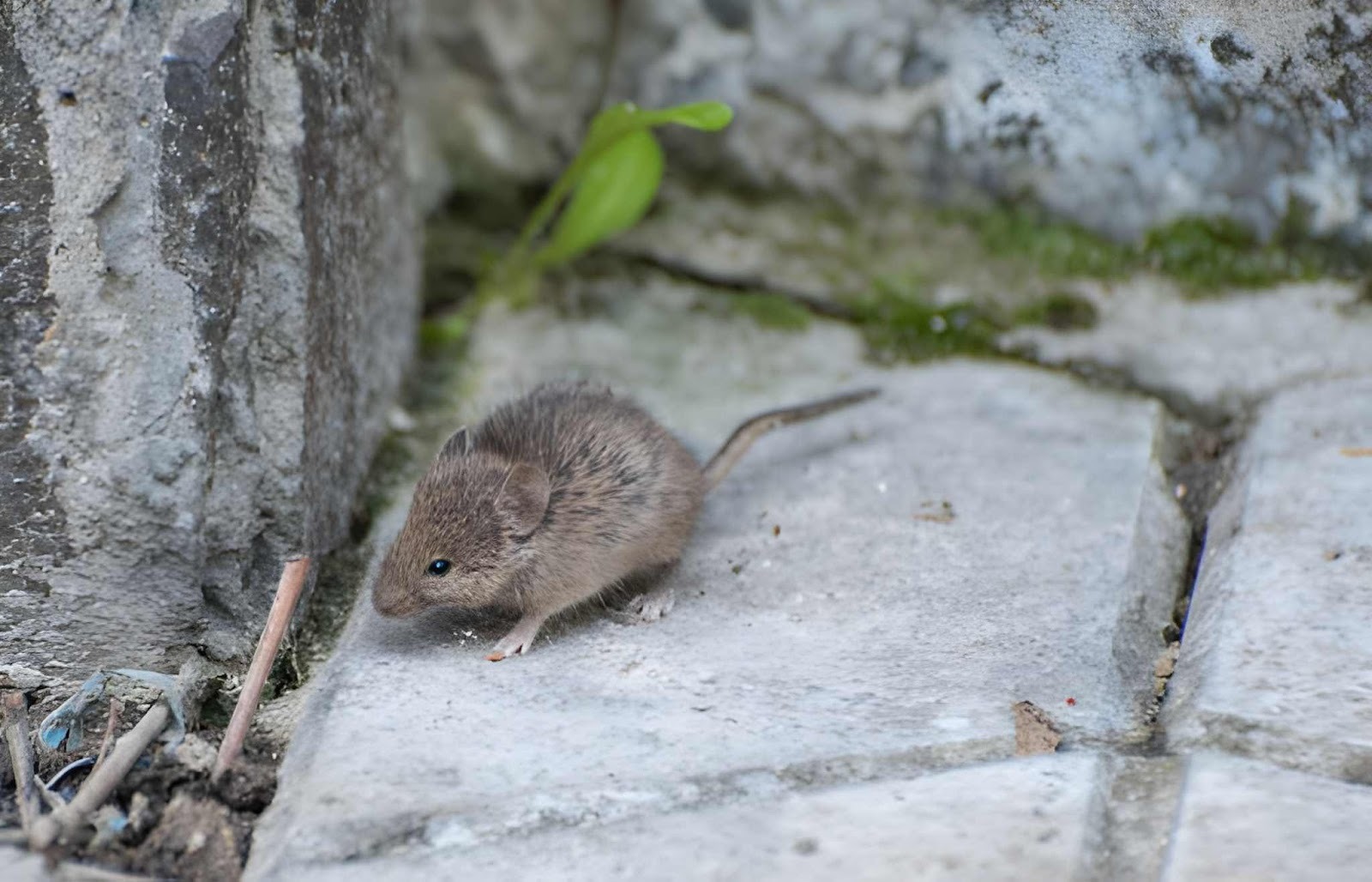 Leptospirosis disebabkan oleh bakteri&nbsp;Leptospira yang berasal dari urine tikus yang mencemari air banjir.