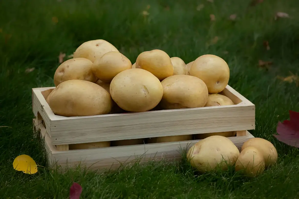 KENTANG_YUKON_GOLD_JENIS_KENTANG_PALING_POPULER_DIJUMPAI_DITEMUKAN_DI_INDONESIA